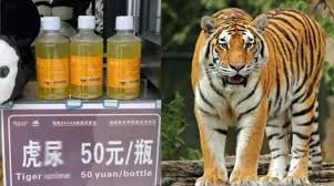 China's zoo is selling tiger's urine in bottles, debate on social media