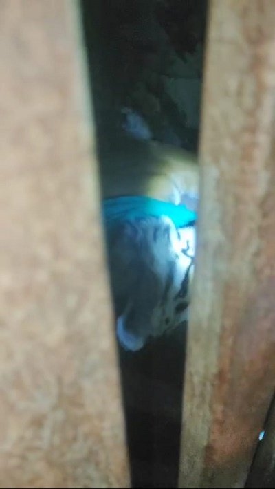 The tiger that created terror in Rahimabad of Malihabad was caught after 90 days!