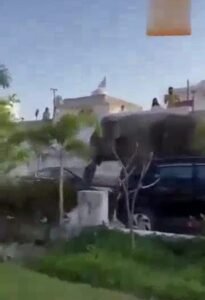 A wild elephant entered Haridwar hospital, causing panic