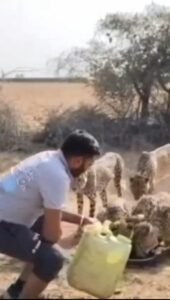 Friendship with cheetahs- because cheetahs also drink (water)