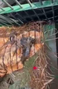 The tiger that had become synonymous with terror was finally caught, people breathed a sigh of relief