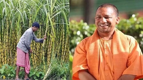 Lucknow: Big relief to farmers, now sugar cane payment will be made directly in bank account from sugar mills