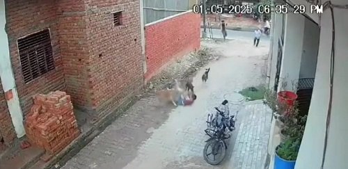 Agra: Stray dogs wreak havoc, a 5-year-old boy attacked by a pack, condition critical