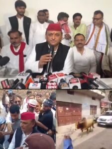 A bull suddenly appeared in front of Samajwadi Party national president Akhilesh Yadav's convoy