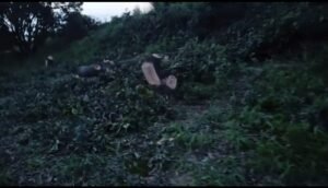 Hathras: Illegal felling of mango trees, connivance of the forest department or negligence?