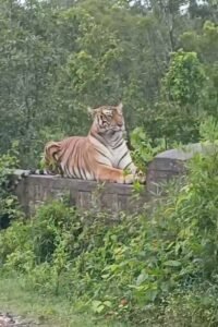 Pilibhit: Video of a tiger sitting on a culvert goes viral, both panic and excitement among passersby