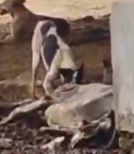 Inhuman picture in Hathras Gaushala! Dogs seen tearing a dead cow, video goes viral - administration in a tizzy