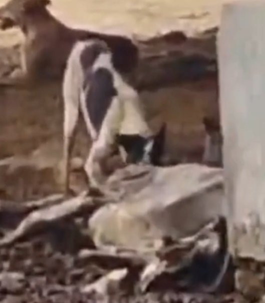 Inhuman picture in Hathras Gaushala! Dogs seen tearing a dead cow, video goes viral - administration in a tizzy
