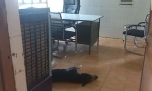 Breaking News – Big news from Hathras! Doctor missing… dogs deployed! Questions raised on the negligence of the health department