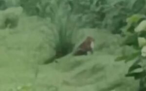 Leopard kills woman, atmosphere of terror in Afzalgarh, Forest department's negligence proved costly