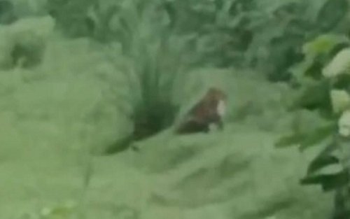 Leopard kills woman, atmosphere of terror in Afzalgarh, Forest department's negligence proved costly