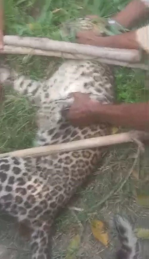 Lakhimpur- Dhaurahra: Leopard entered village Basantapur, villagers caught it with sticks