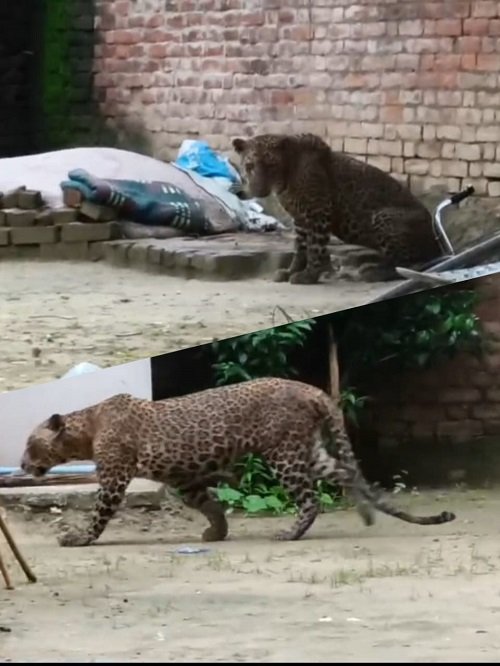 Amethi: Terror of leopard in the village, attack on half a dozen people, commotion after video went viral