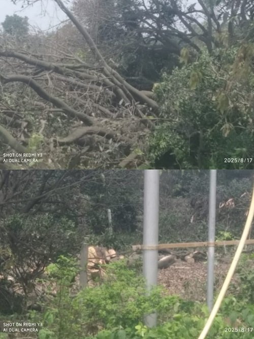 Lucknow: Saw runs on greenery in Haroni, serious allegations on outpost police