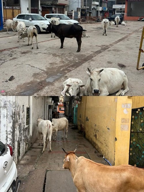 The indifference of the Municipal Corporation in Ramnagari Ayodhya has boosted the spirits of animal owners