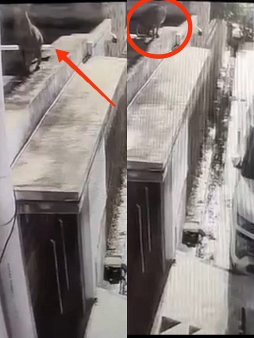 Lucknow: Panic due to sighting of leopard in Para, silence in the locality