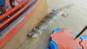 Breaking Ayodhya: A huge dead crocodile was seen at Guptar Ghat in the Saryu river