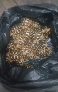 Lucknow: STF nabs member of international wildlife smuggling gang