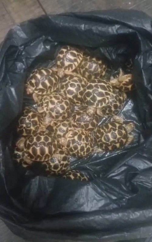 Lucknow: STF nabs member of international wildlife smuggling gang