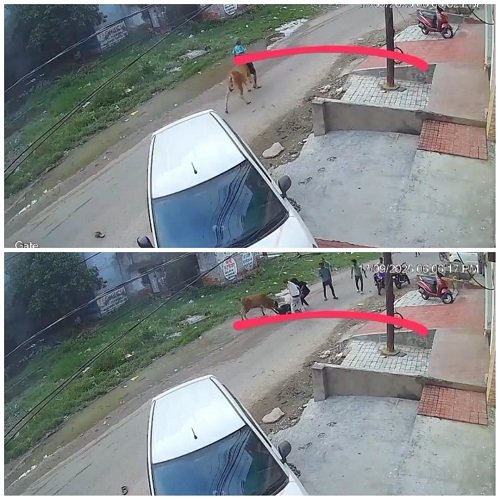 Kanpur: Horrifying video of cow attack, elderly man dies in fatal attack
