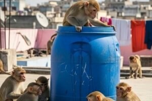 Sitapur: Horrifying incident, monkeys picked up a 2 month old innocent child and put him in a drum full of water, he died