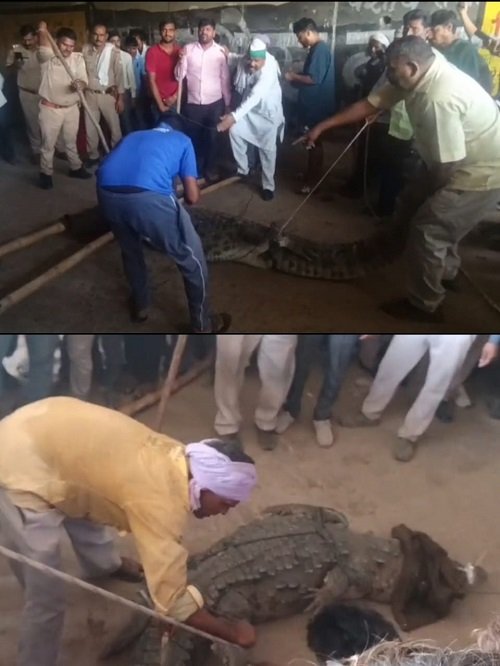 Panic due to sighting of crocodile in the underpass of Nanau bridge on National Highway