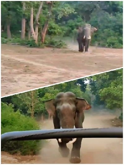 Bijnor Breaking: A single elephant chased the gypsy of tourists doing jungle safari in the Tiger Reserve.