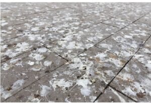 Is it considered auspicious or inauspicious to have pigeons living in your house?