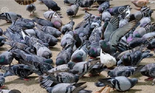 Is it considered auspicious or inauspicious to have pigeons living in your house?