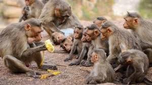 A troop of monkeys attacked and injured a female healthcare worker.