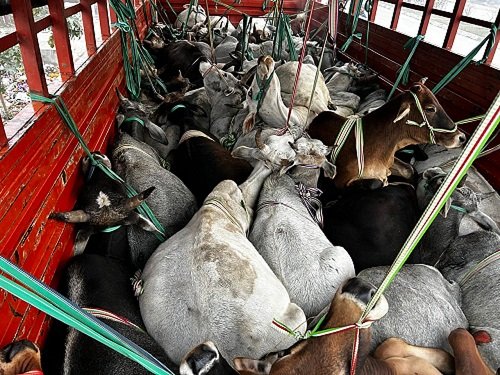 ### Mirzapur: Notorious cow smuggler injured and arrested in encounter with Adalhat police, 37 cattle recovered from DCM