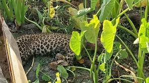 Pilibhit: Panic ensued after the carcass of a leopard was found in a sugarcane field.
