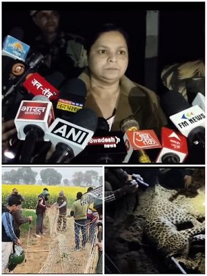 Hapur: The leopard that was causing panic has been captured by the forest department.