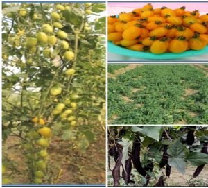 IIHR Releases 15 New Vegetable Varieties at State Level—A Major Opportunity for Farmers' Income and Nutrition