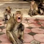 Major Decision on the Monkey Menace: Forest Department, Not the Municipal Corporation, Will Now Take Charge