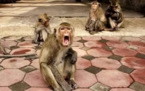 Major Decision on the Monkey Menace: Forest Department, Not the Municipal Corporation, Will Now Take Charge