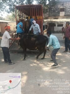 Northern Railway, in collaboration with a team from the Varanasi Municipal Corporation, conducted a joint and successful drive to round up stray animals at Varanasi Junction.