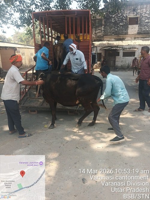 Northern Railway, in collaboration with a team from the Varanasi Municipal Corporation, conducted a joint and successful drive to round up stray animals at Varanasi Junction.