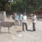 Major Drive at Varanasi Junction: Clampdown on Stray Animals—Joint Action by Railways and Municipal Corporation