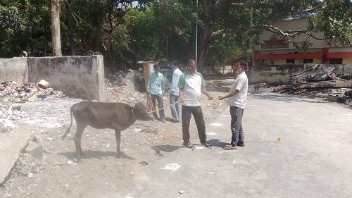 Major Drive at Varanasi Junction: Clampdown on Stray Animals—Joint Action by Railways and Municipal Corporation