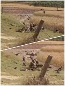 ‘Vulture Conference’ in Nanpara! The Sky’s Cleaners Return After Years