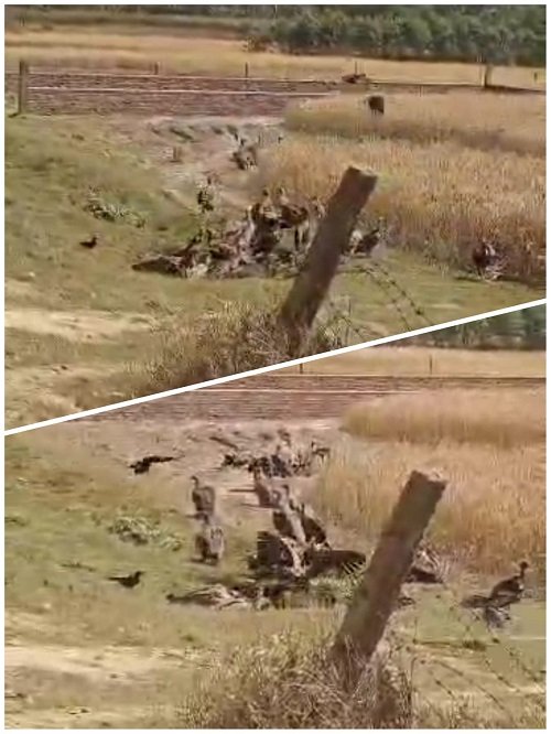 ‘Vulture Conference’ in Nanpara! The Sky’s Cleaners Return After Years