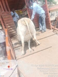 Major Drive at Varanasi Junction: Clampdown on Stray Animals—Joint Action by Railways and Municipal Corporation