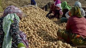 First Government Potato Procurement Center Opens in Farrukhabad; Major Victory for Farmers' Struggle