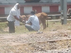 Major Drive at Varanasi Junction: Clampdown on Stray Animals—Joint Action by Railways and Municipal Corporation