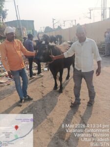 Joint Drive Against Stray Animals at Varanasi Junction; 6 Animals Caught