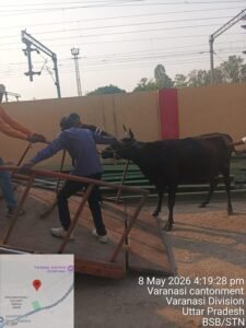 Joint Drive Against Stray Animals at Varanasi Junction; 6 Animals Caught