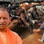 Yogi Government's Major Plan: Cow Shelters to Become Organic Fertilizer Production Centers