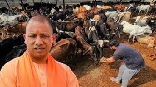 Yogi Government's Major Plan: Cow Shelters to Become Organic Fertilizer Production Centers