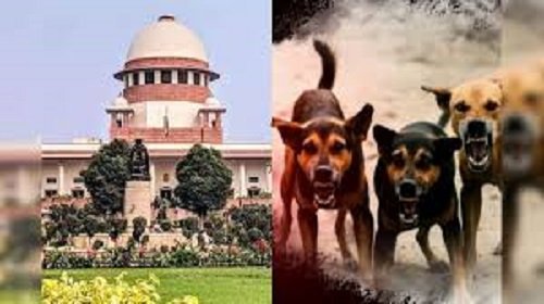Supreme Court's Major Verdict on Stray Dogs: Approval Granted to Cull Dangerous and Rabid Dogs